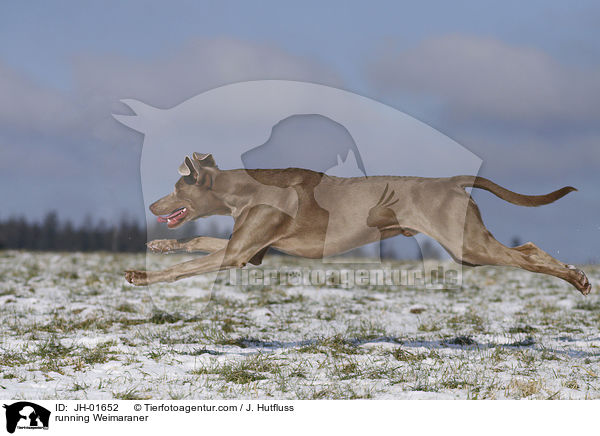 rennender Weimaraner im Schnee / running Weimaraner / JH-01652