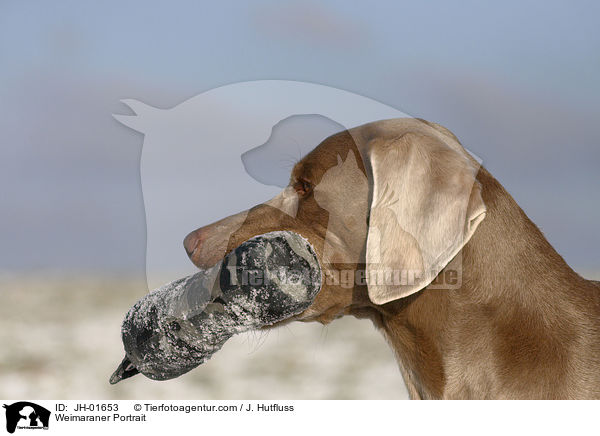 Weimaraner Portrait / Weimaraner Portrait / JH-01653