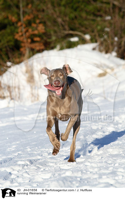 rennender Weimaraner im Schnee / running Weimaraner / JH-01658