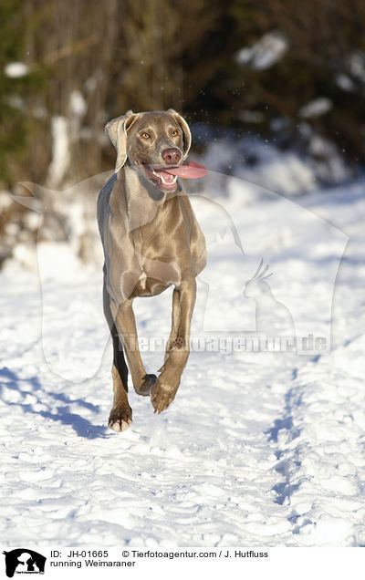 rennender Weimaraner im Schnee / running Weimaraner / JH-01665