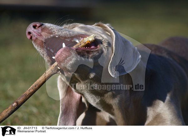 Weimaraner Portrait / Weimaraner Portrait / JH-01713