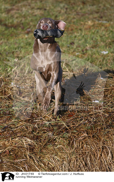 rennender Weimaraner / running Weimaraner / JH-01749