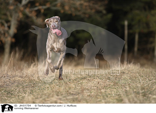 rennender Weimaraner / running Weimaraner / JH-01754