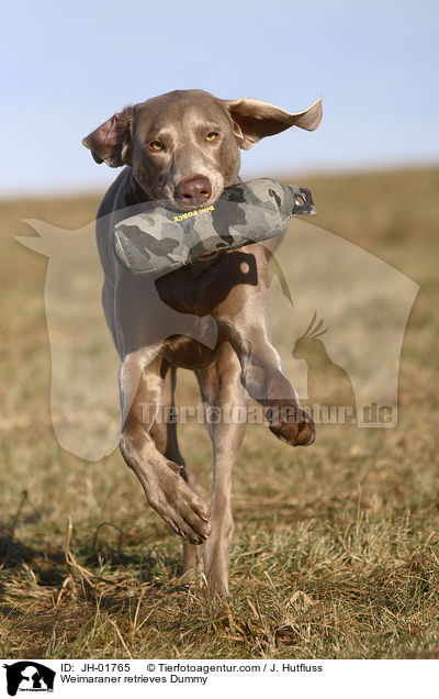 Weimaraner apportiert Dummy / Weimaraner retrieves Dummy / JH-01765