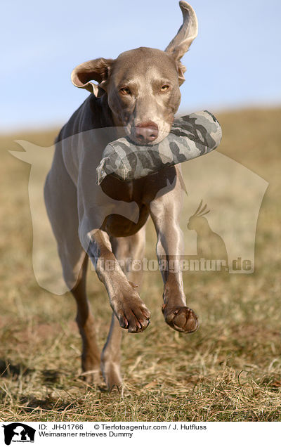 Weimaraner apportiert Dummy / Weimaraner retrieves Dummy / JH-01766