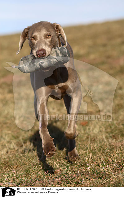 Weimaraner apportiert Dummy / Weimaraner retrieves Dummy / JH-01767