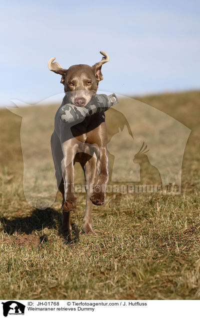 Weimaraner apportiert Dummy / Weimaraner retrieves Dummy / JH-01768