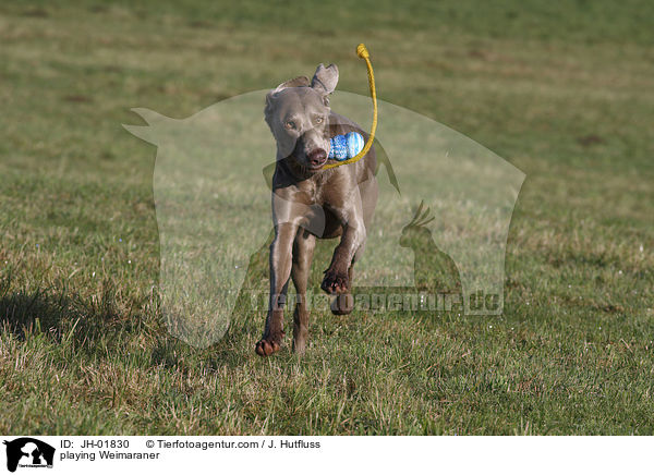 spielender Weimaraner / playing Weimaraner / JH-01830