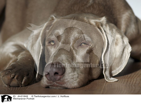 Weimaraner Portrait / Weimaraner Portrait / JH-01848