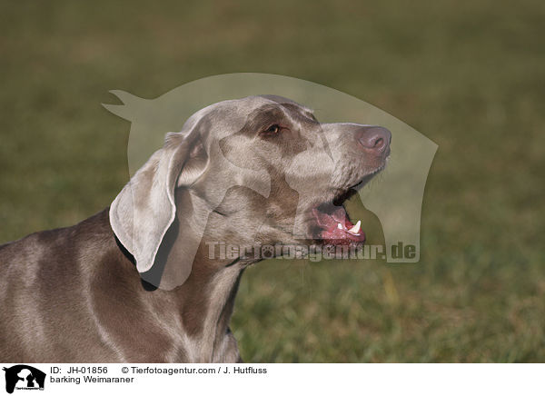bellender Weimaraner / barking Weimaraner / JH-01856