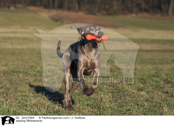spielender Weimaraner / playing Weimaraner / JH-01884