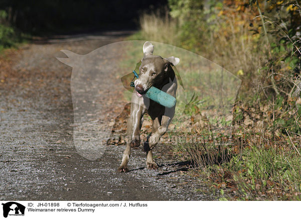 Weimaraner apportiert Dummy / Weimaraner retrieves Dummy / JH-01898