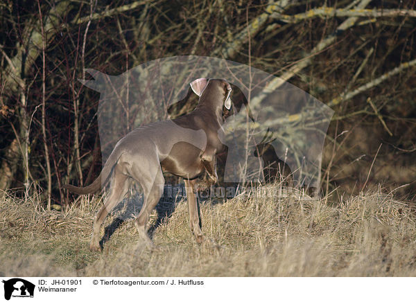 Weimaraner / Weimaraner / JH-01901
