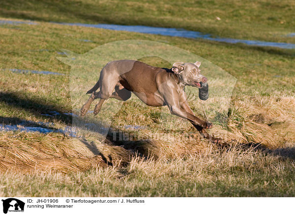 rennender Weimaraner / running Weimaraner / JH-01906