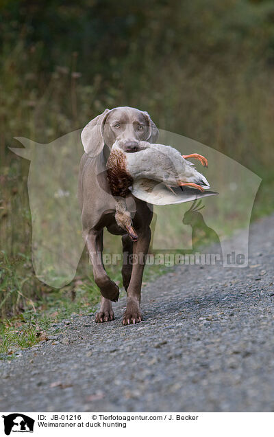 Weimaraner at duck hunting / JB-01216