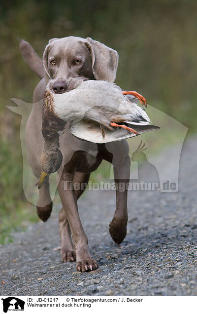 Weimaraner at duck hunting / JB-01217