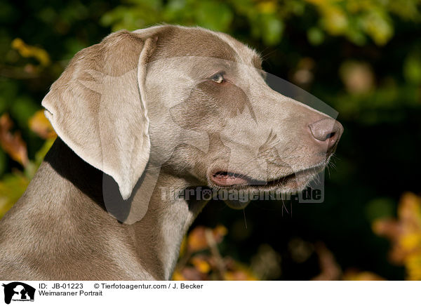 Weimaraner Portrait / Weimaraner Portrait / JB-01223