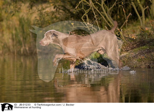Weimaraner beim Jagdtraining / Weimaraner at hunting / JB-01233