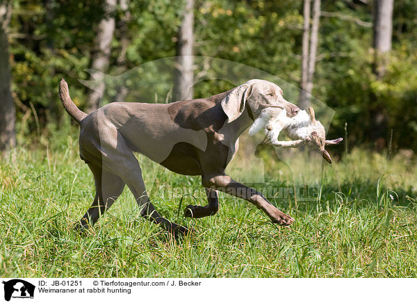 Weimaraner auf Kaninchenjagd / Weimaraner at rabbit hunting / JB-01251