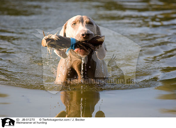 Weimaraner beim Jagdtraining / Weimaraner at hunting / JB-01270