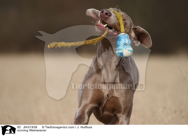 rennender Weimaraner / running Weimaraner / JH-01938