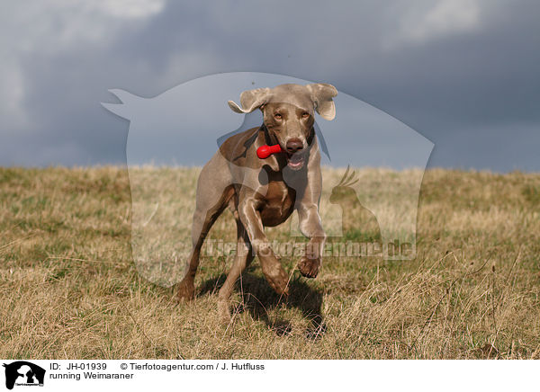 rennender Weimaraner / running Weimaraner / JH-01939