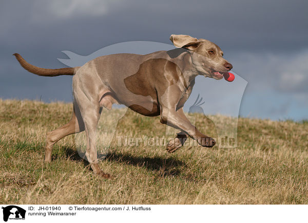 rennender Weimaraner / running Weimaraner / JH-01940