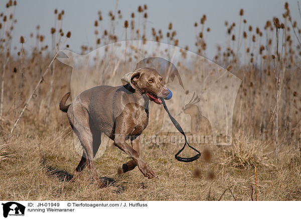 rennender Weimaraner / running Weimaraner / JH-01949