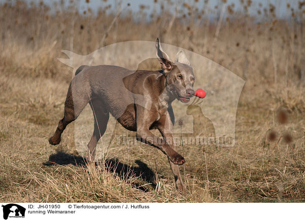 rennender Weimaraner / running Weimaraner / JH-01950