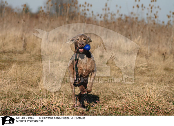 rennender Weimaraner / running Weimaraner / JH-01968