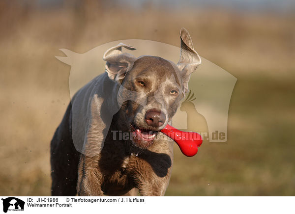 Weimaraner Portrait / Weimaraner Portrait / JH-01986
