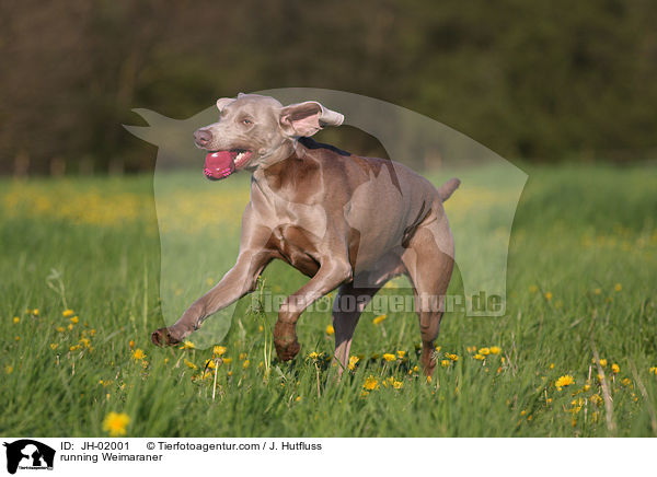 rennender Weimaraner / running Weimaraner / JH-02001