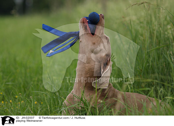 spielender Weimaraner / playing Weimaraner / JH-02007