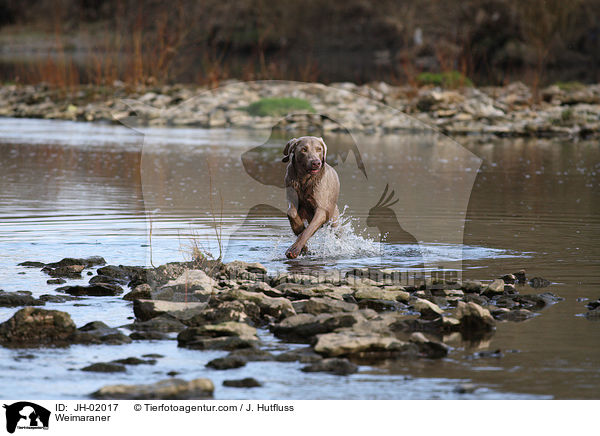 Weimaraner / Weimaraner / JH-02017