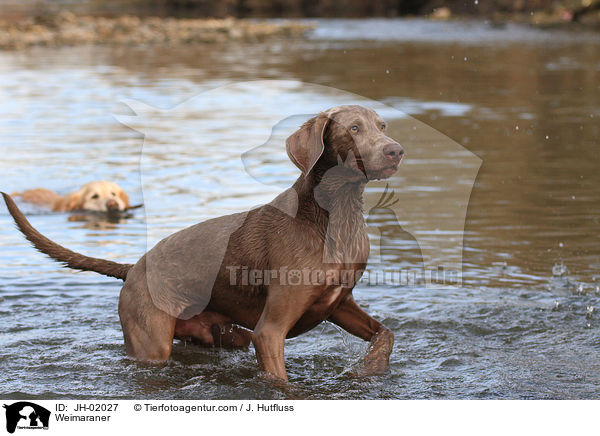 Weimaraner / Weimaraner / JH-02027