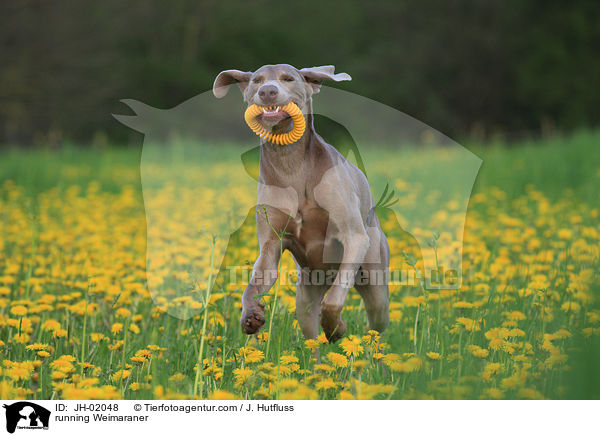 rennender Weimaraner / running Weimaraner / JH-02048