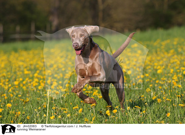 rennender Weimaraner / running Weimaraner / JH-02063