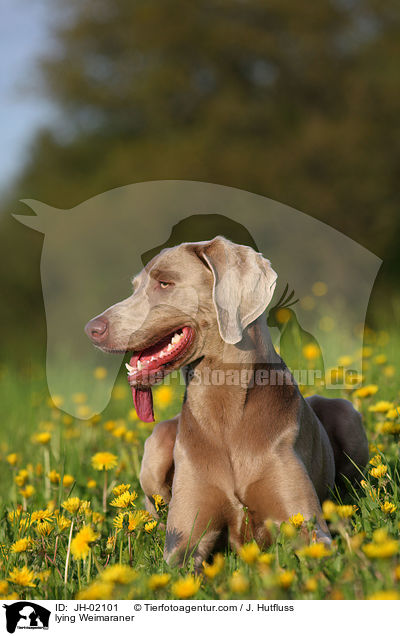 liegender Weimaraner / lying Weimaraner / JH-02101