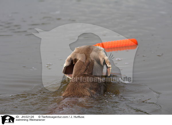 schwimmender Weimaraner / swimming Weimaraner / JH-02126