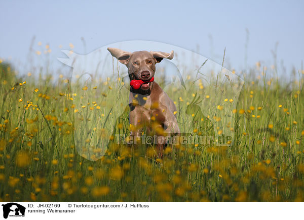 rennender Weimaraner / running Weimaraner / JH-02169