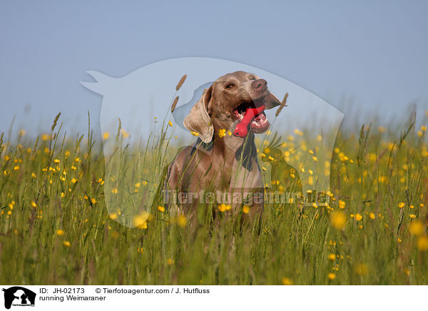 rennender Weimaraner / running Weimaraner / JH-02173