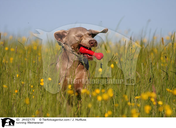 rennender Weimaraner / running Weimaraner / JH-02175