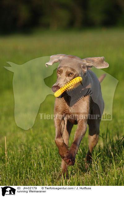 rennender Weimaraner / running Weimaraner / JH-02179