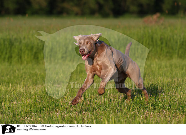 rennender Weimaraner / running Weimaraner / JH-02184