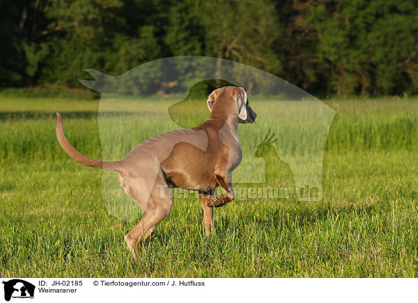 Weimaraner / Weimaraner / JH-02185