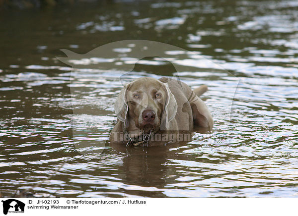 schwimmender Weimaraner / swimming Weimaraner / JH-02193