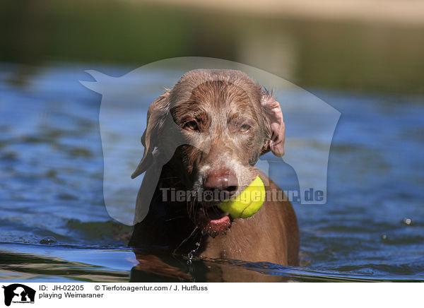 spielender Weimaraner / playing Weimaraner / JH-02205