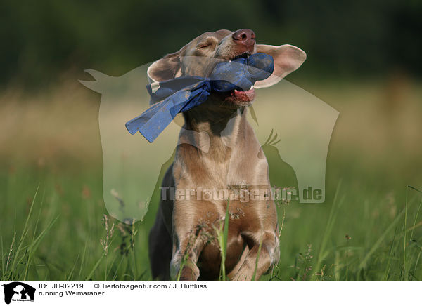 rennender Weimaraner / running Weimaraner / JH-02219