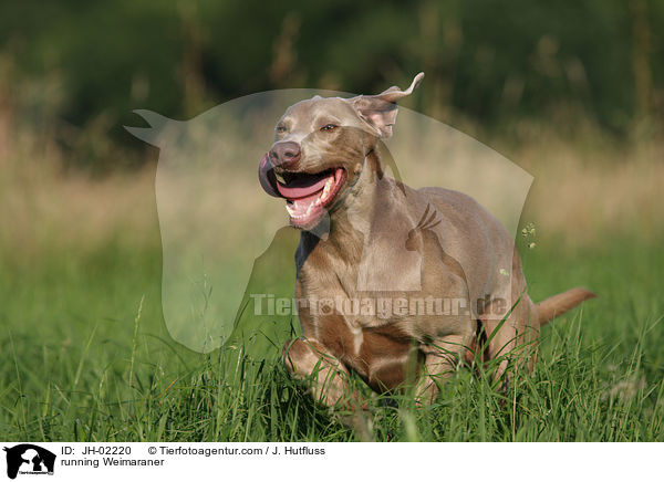rennender Weimaraner / running Weimaraner / JH-02220