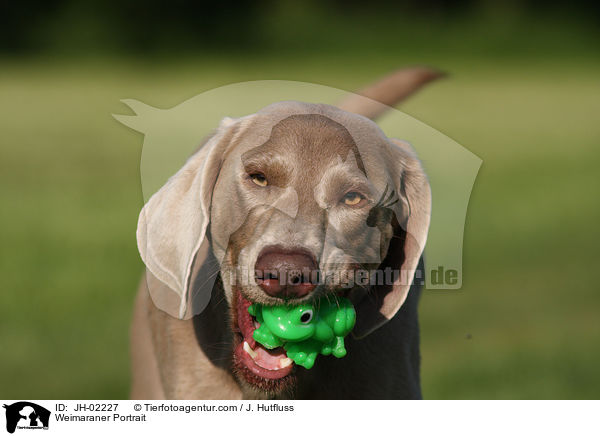 Weimaraner Portrait / Weimaraner Portrait / JH-02227